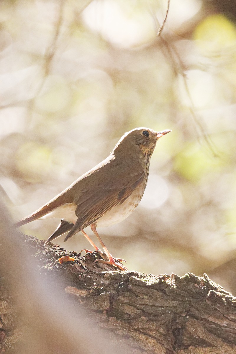 Hermit Thrush - ML644392911