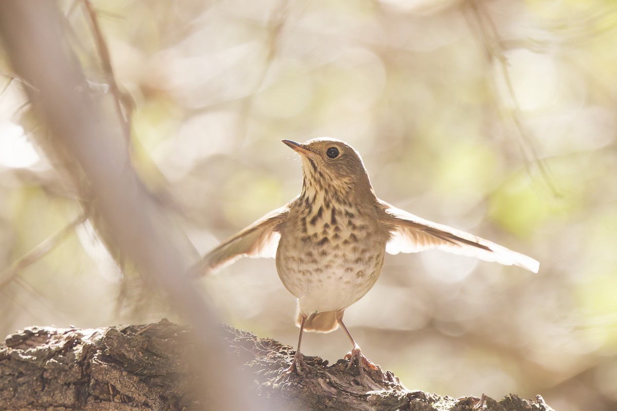 Hermit Thrush - ML644392912