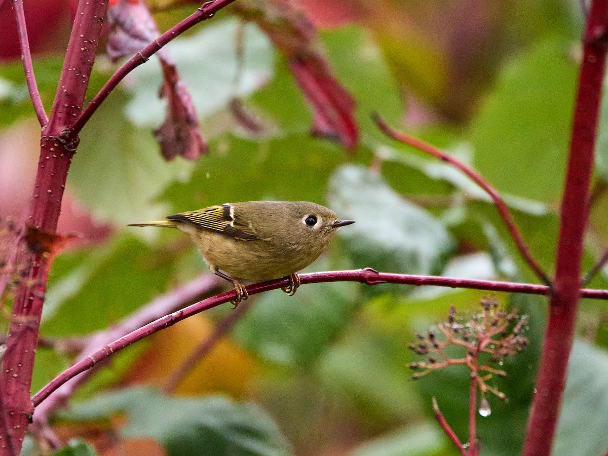 rubinfuglekonge - ML644392913