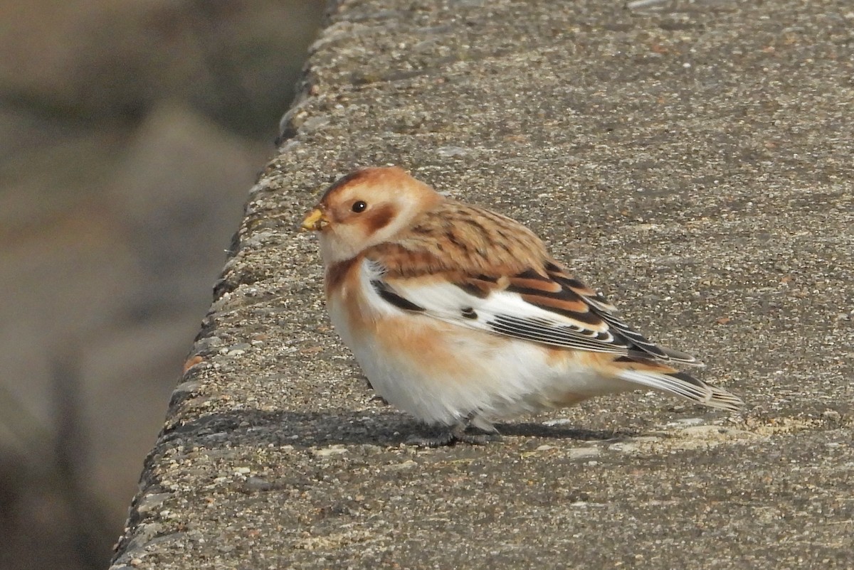 גיבתון שלג - ML644392916
