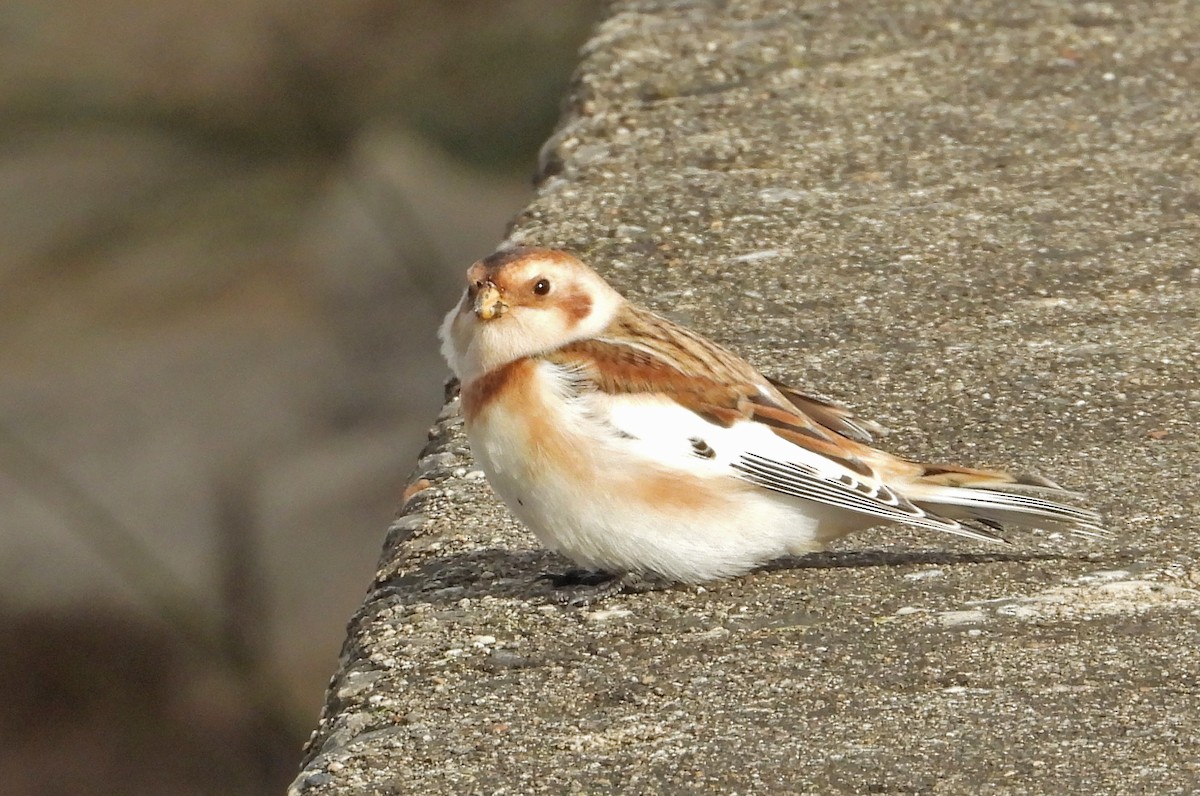 גיבתון שלג - ML644392917
