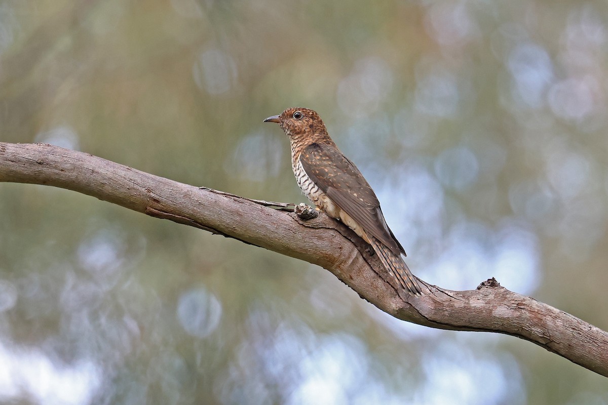 Sahul Brush Cuckoo - ML644392918