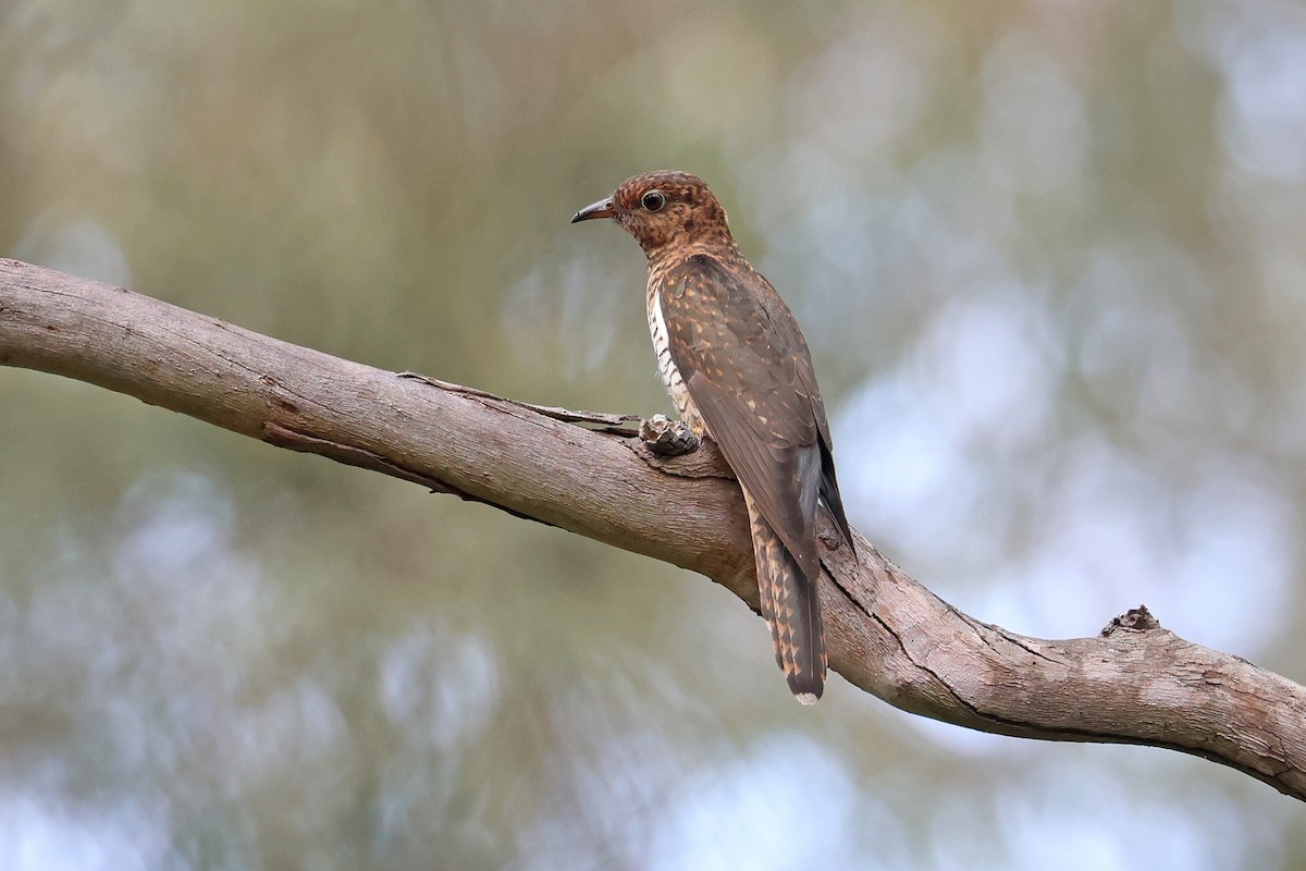 Sahul Brush Cuckoo - ML644392919