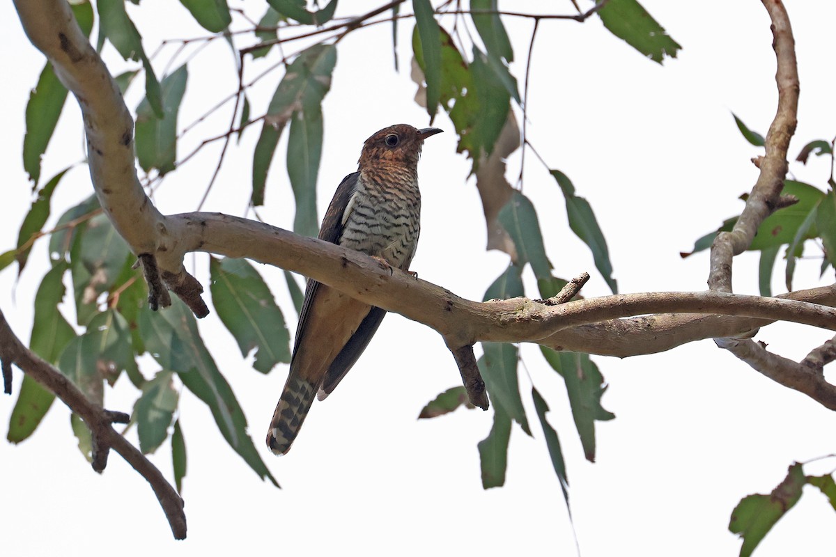 Sahul Brush Cuckoo - ML644392920