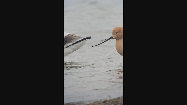 tenkozobec americký - ML644392940