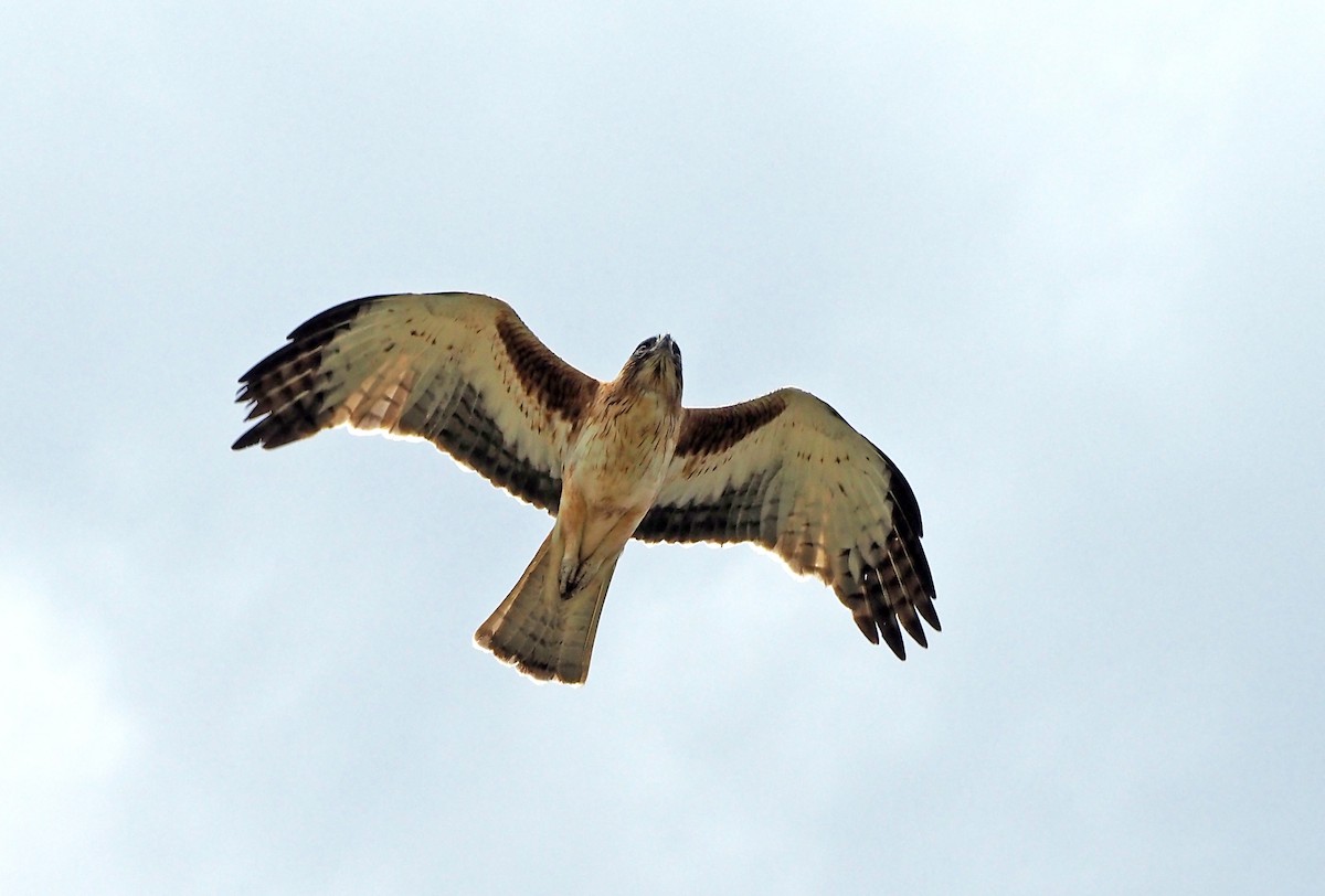 Орел-карлик австралійський - ML644392941