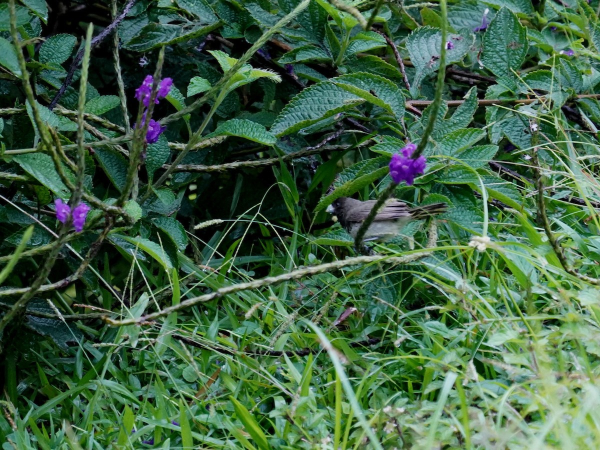 Gelbbauchspelzer - ML644392952