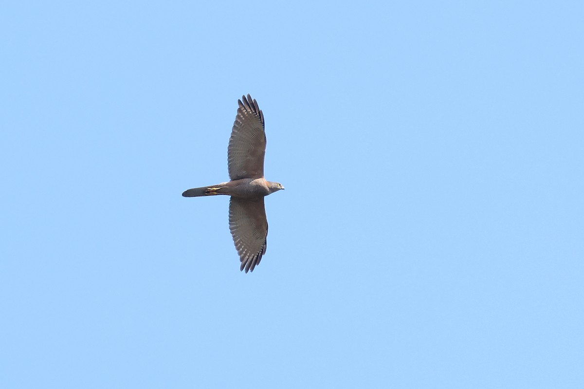 Яструб бурий - ML644392953