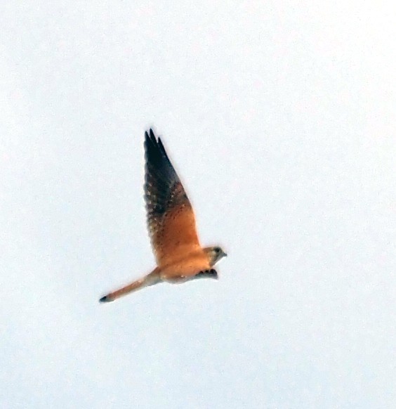 Nankeen Kestrel - ML644392955