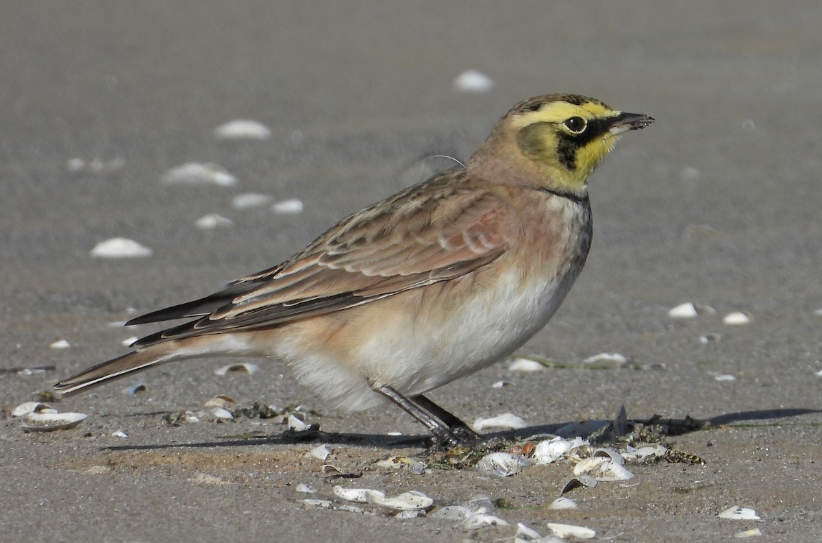 Alondra Cornuda - ML644392957