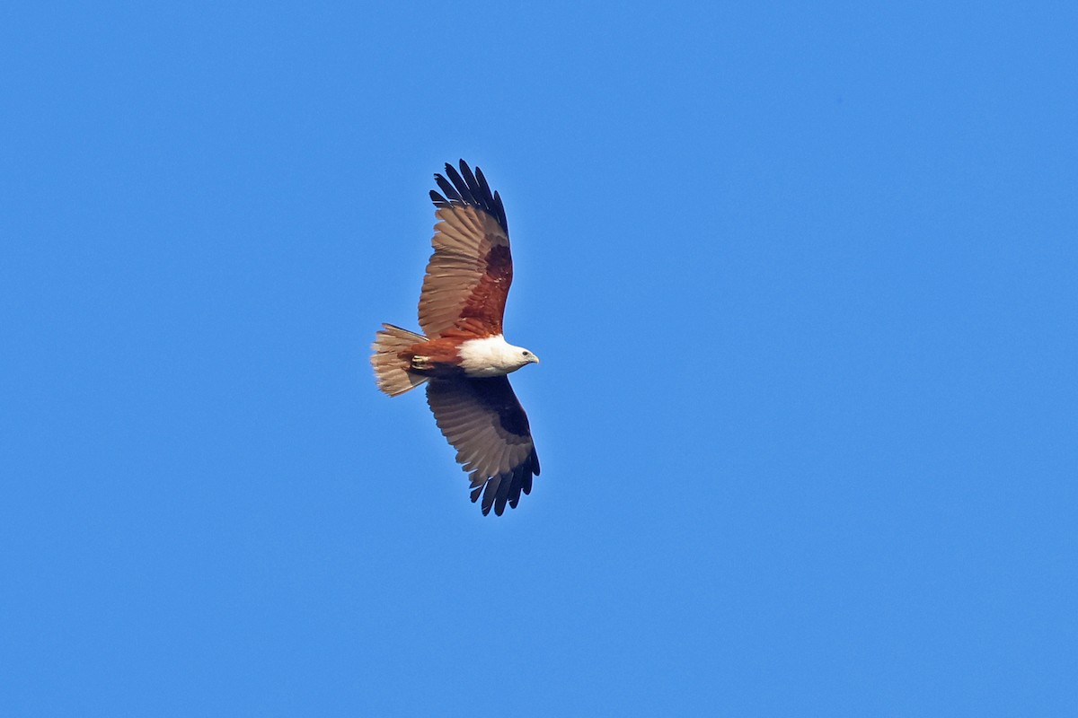 Brahminy Kite - ML644392961