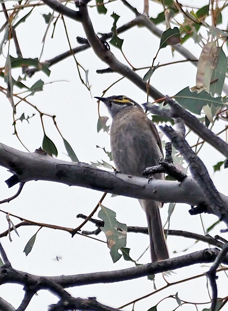 Yellow-faced Honeyeater - ML644392968