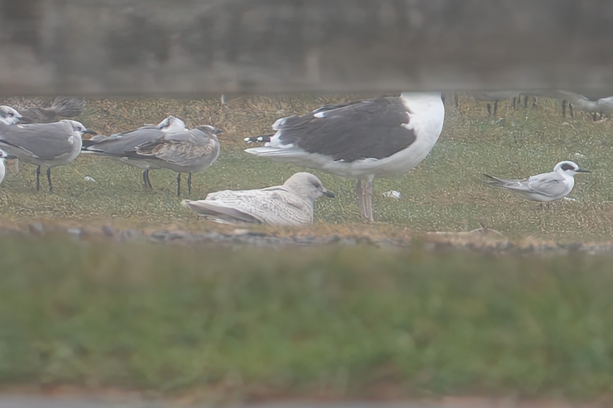 Goéland arctique (kumlieni) - ML644392973