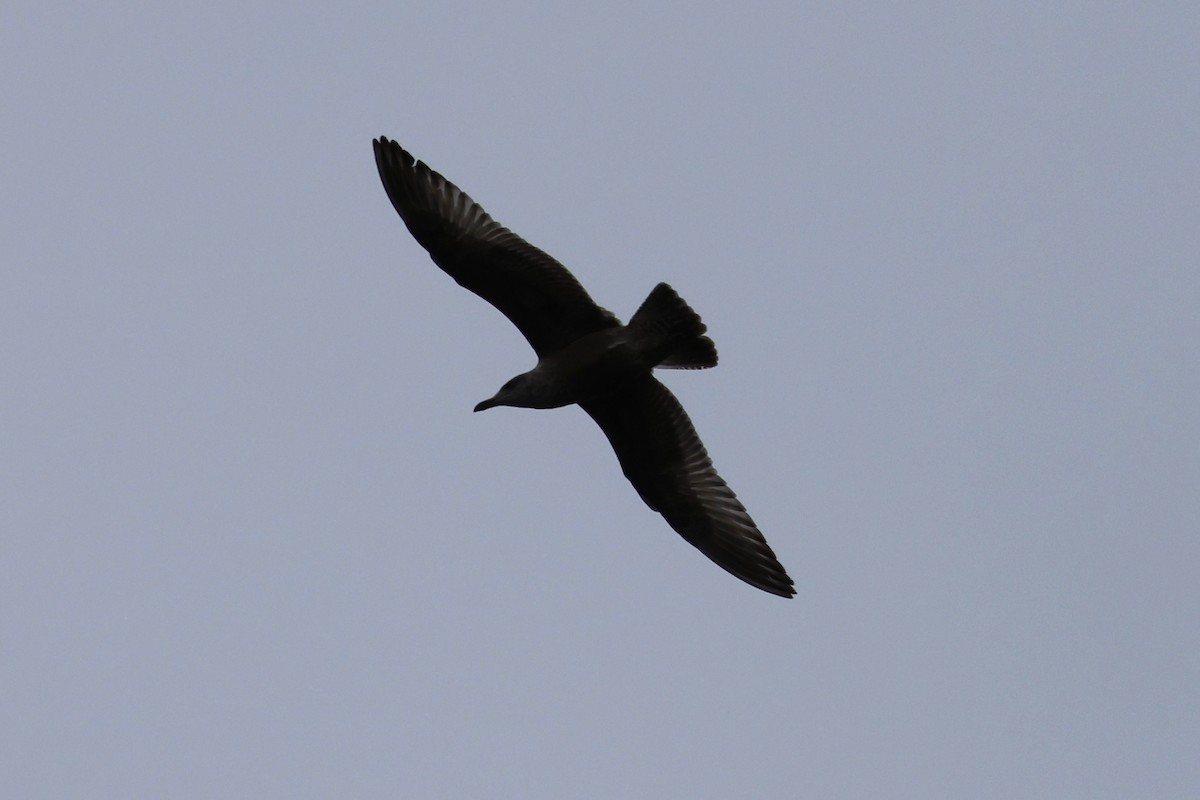 American Herring Gull - ML644393006