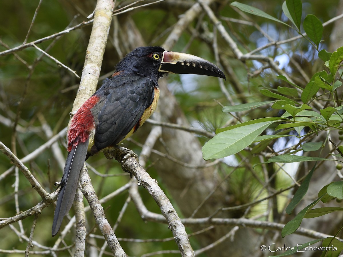 Collared Aracari - ML64439301