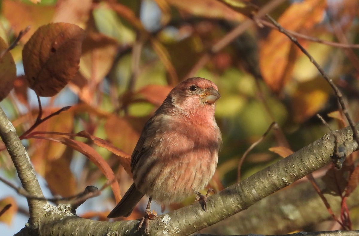 Чечевиця садова - ML644393015