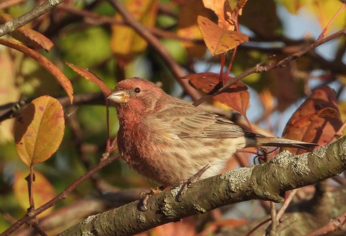 Чечевиця садова - ML644393016