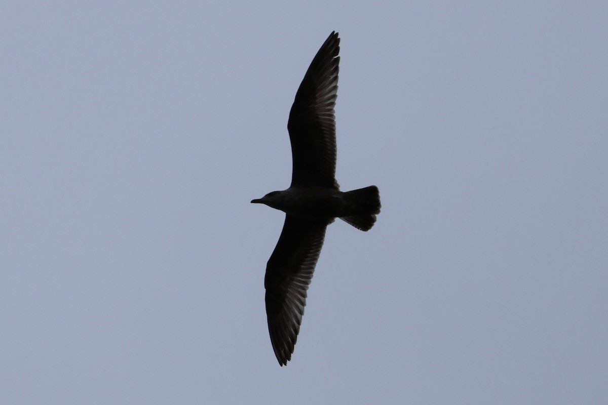 American Herring Gull - ML644393018