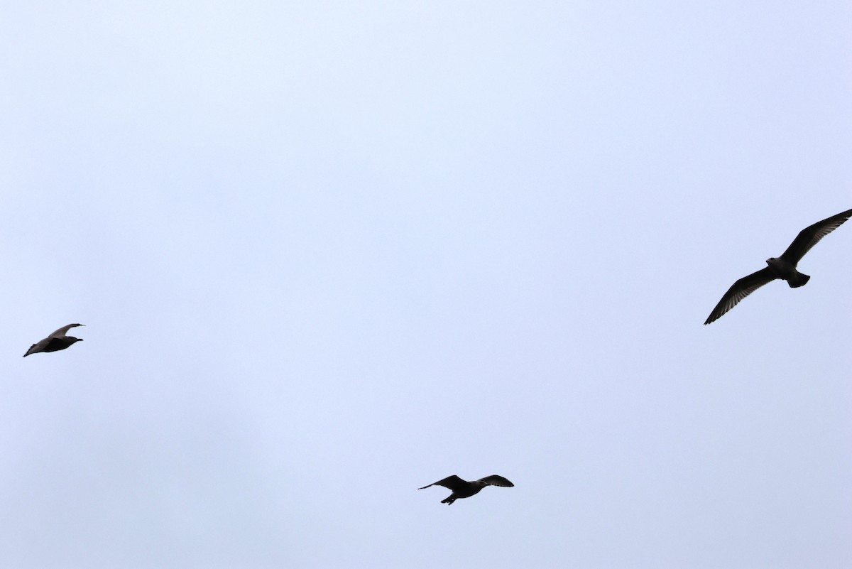 American Herring Gull - ML644393019