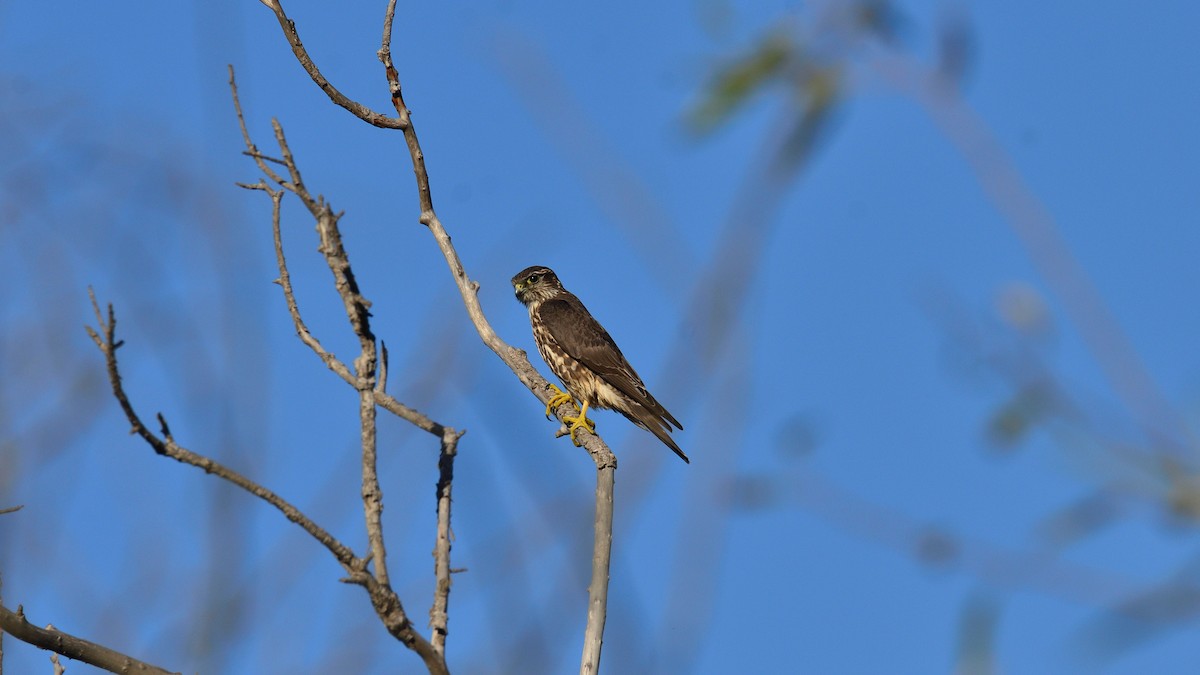 dvergfalk - ML644393038