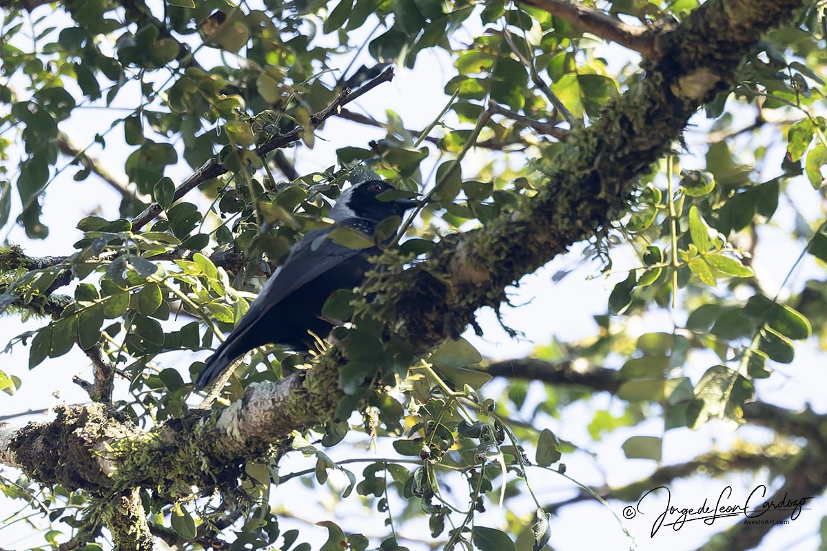 Gray-headed Nigrita - ML644393057