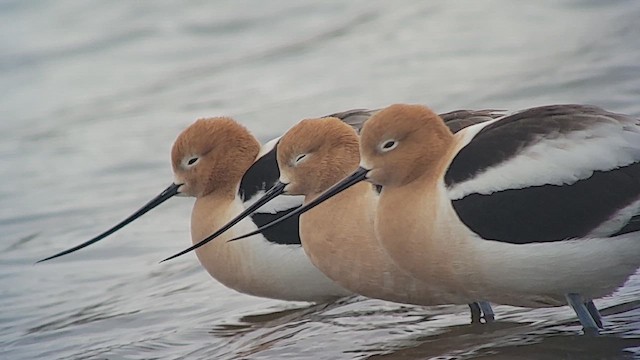 tenkozobec americký - ML644393065