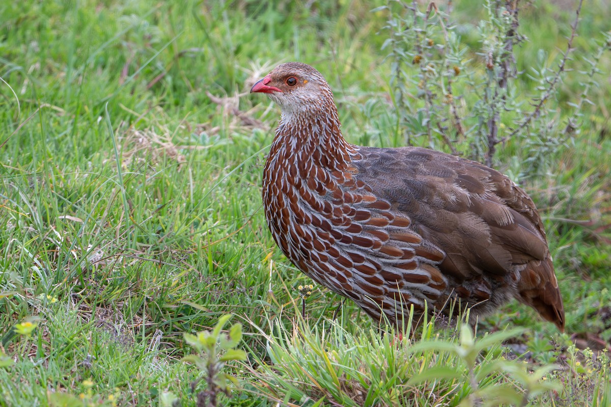 Jackson's Spurfowl - ML644393066