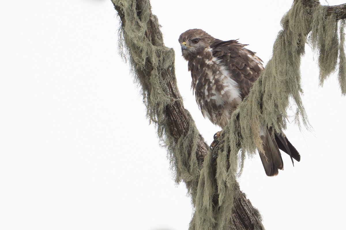 Mountain Buzzard - ML644393067