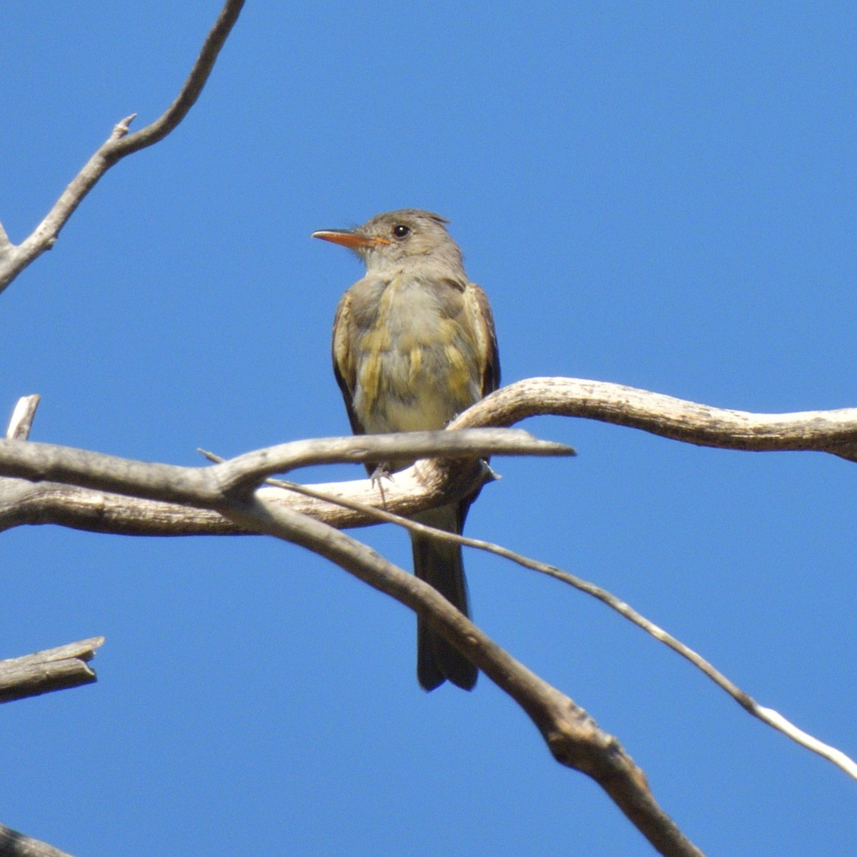 Moucherolle de Coues - ML644393069