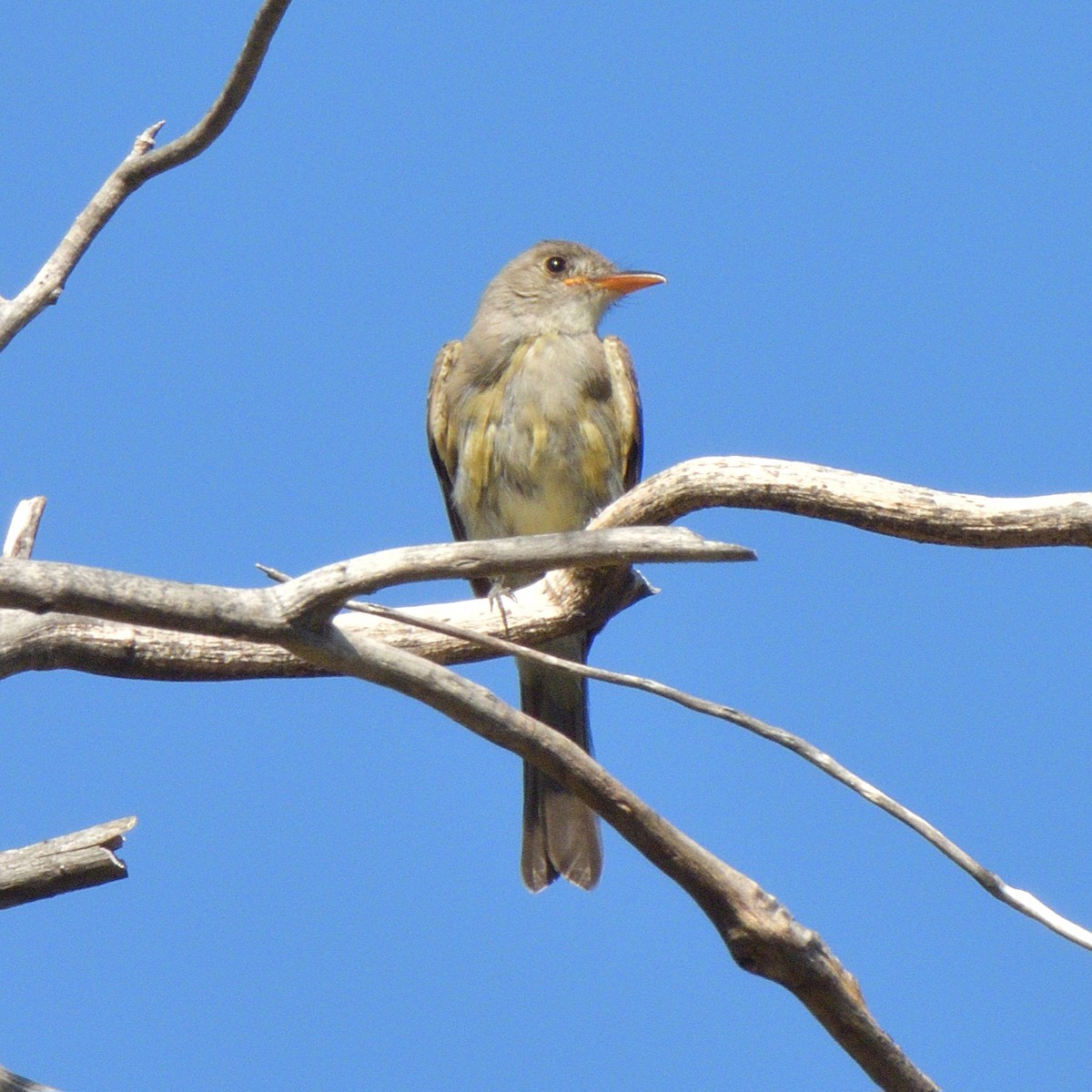 Moucherolle de Coues - ML644393070