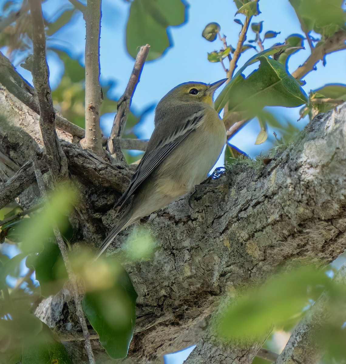 סבכון אורנים - ML644393078