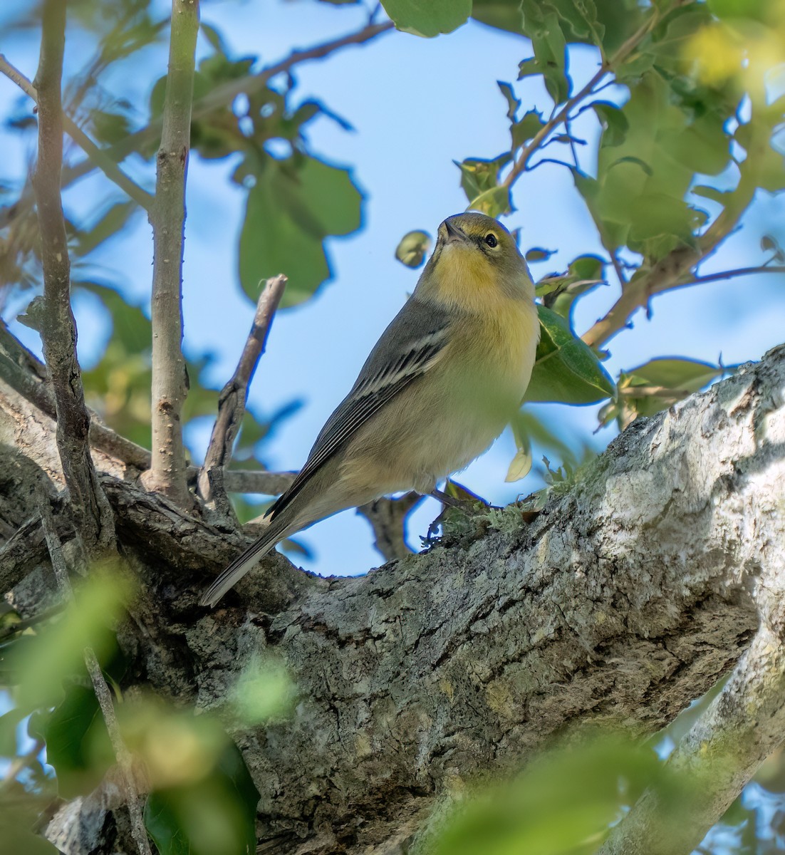 סבכון אורנים - ML644393079