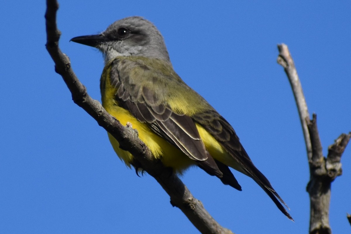 tropekongetyrann - ML644393084