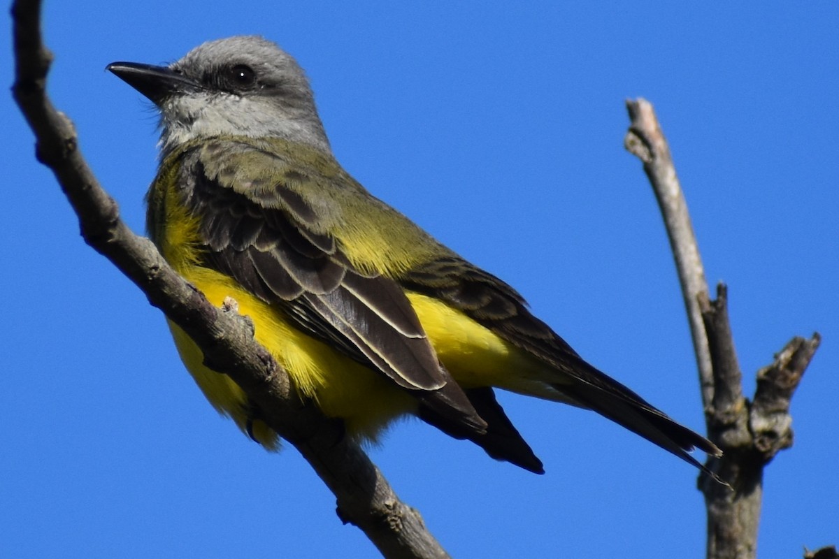 tropekongetyrann - ML644393085