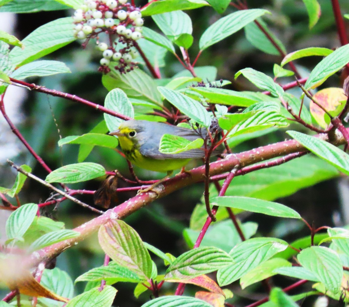 Канадская вильсония - ML644393100