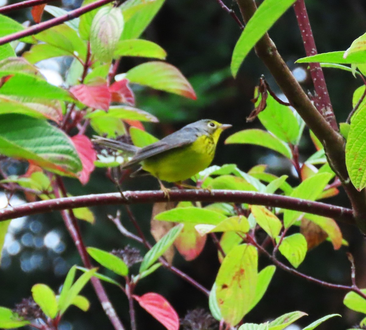 Канадская вильсония - ML644393103