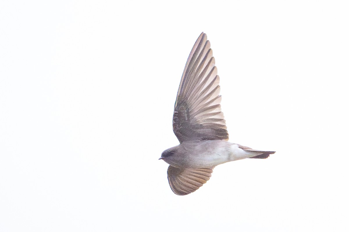 Ethiopian Martin (undescribed form) - ML644393105