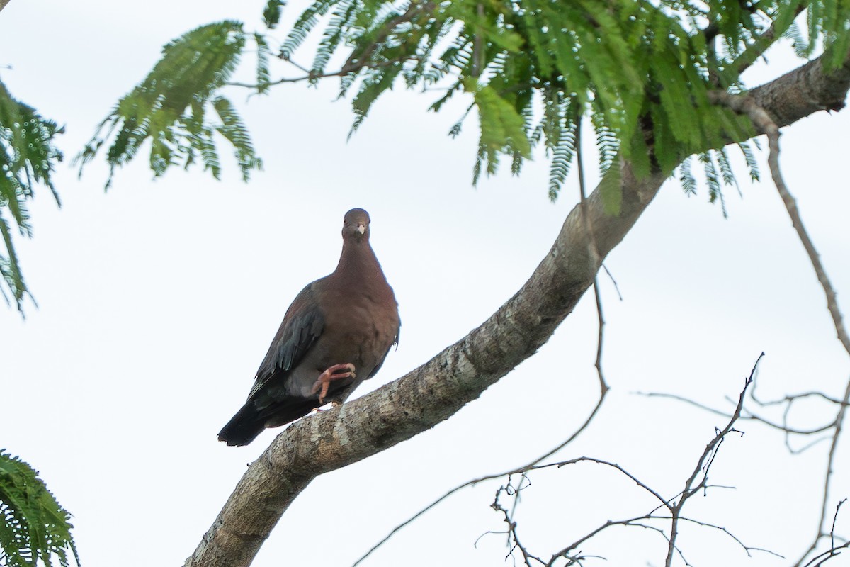 holub středoamerický - ML644393111