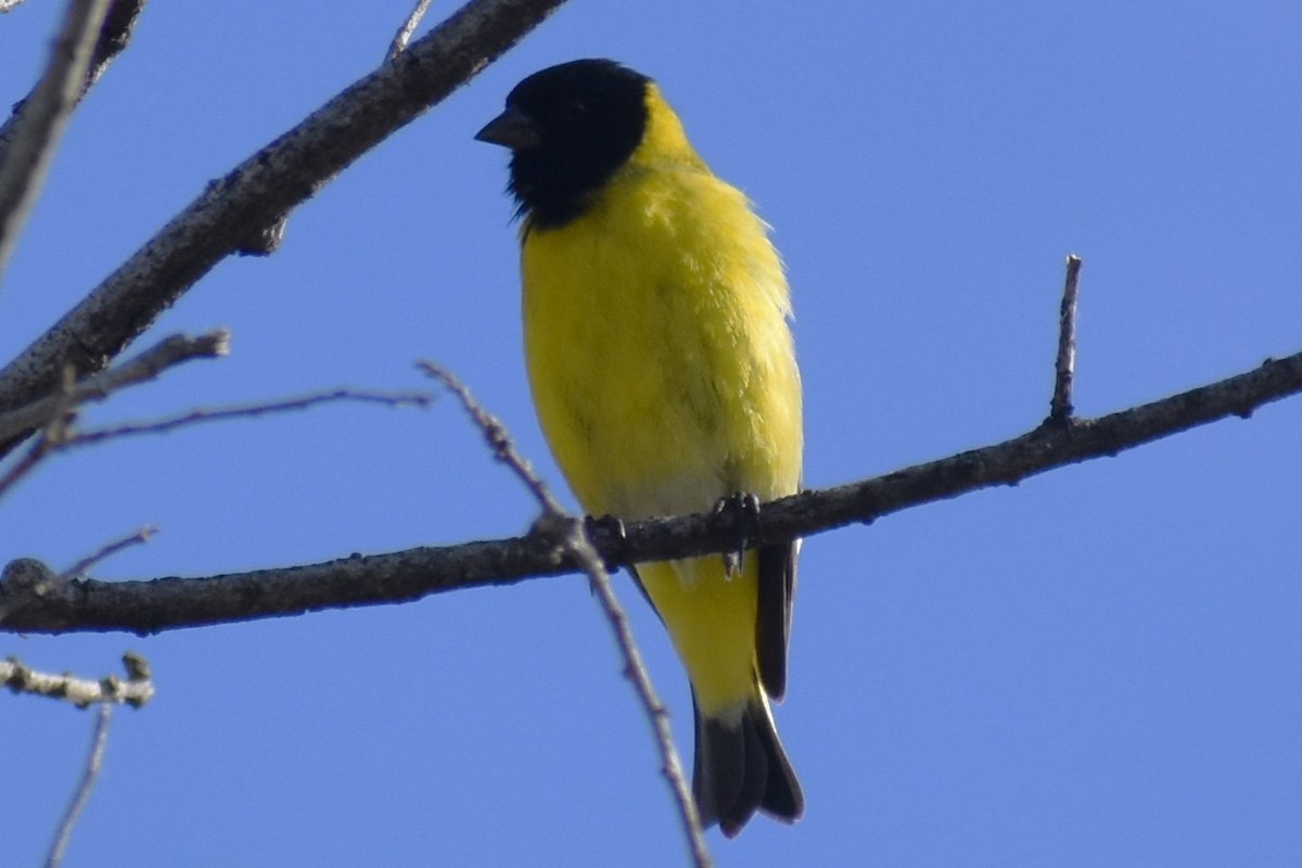 čížek jihoamerický - ML644393122