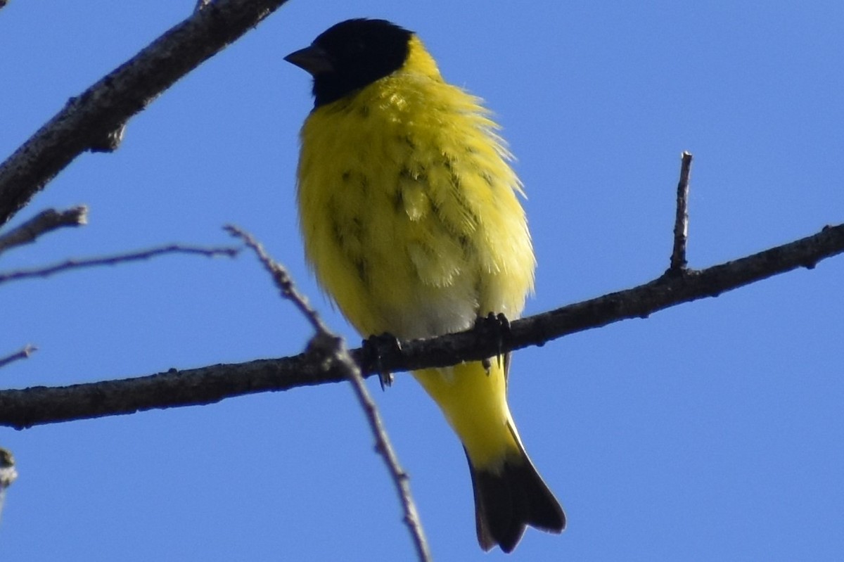 čížek jihoamerický - ML644393123