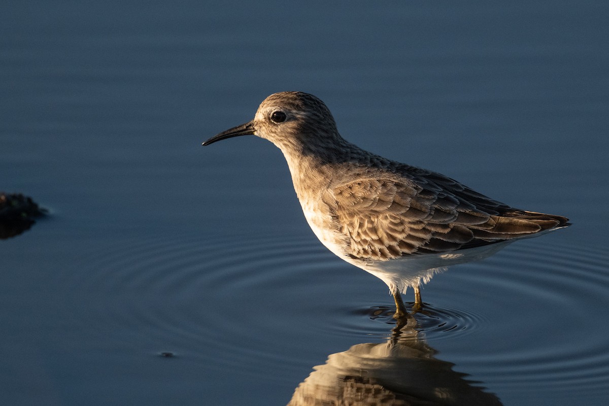 Least Sandpiper - ML644393137