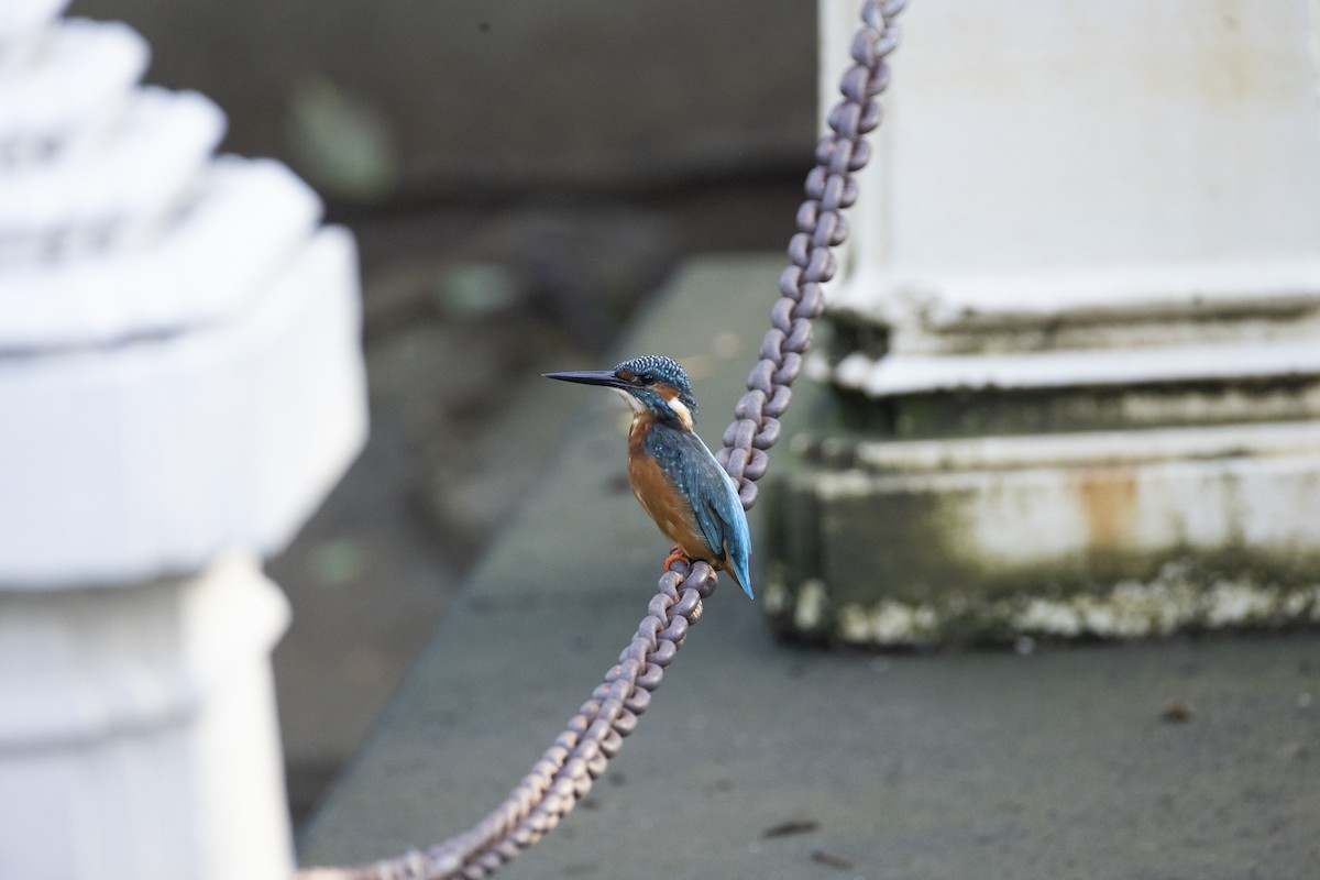 翠鳥 - ML644393146