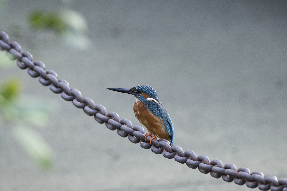 翠鳥 - ML644393147