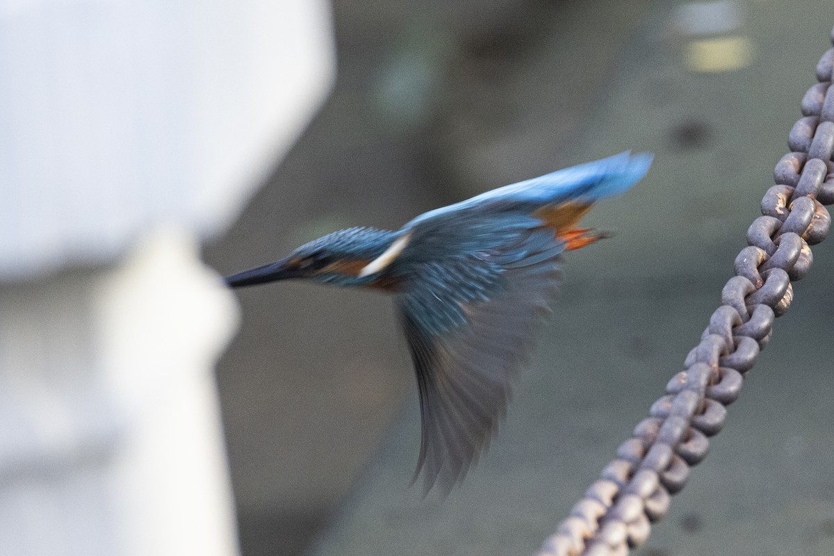 翠鳥 - ML644393148