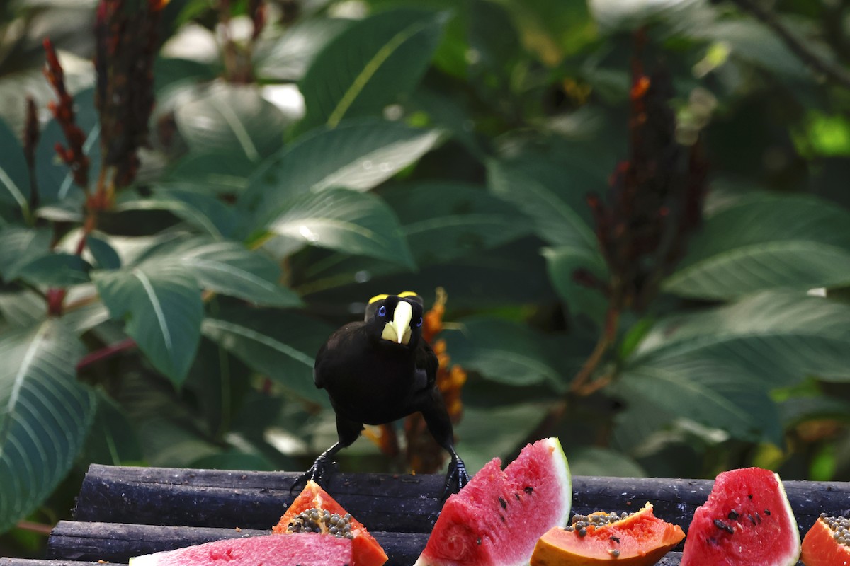 カンムリオオツリスドリ - ML644393150