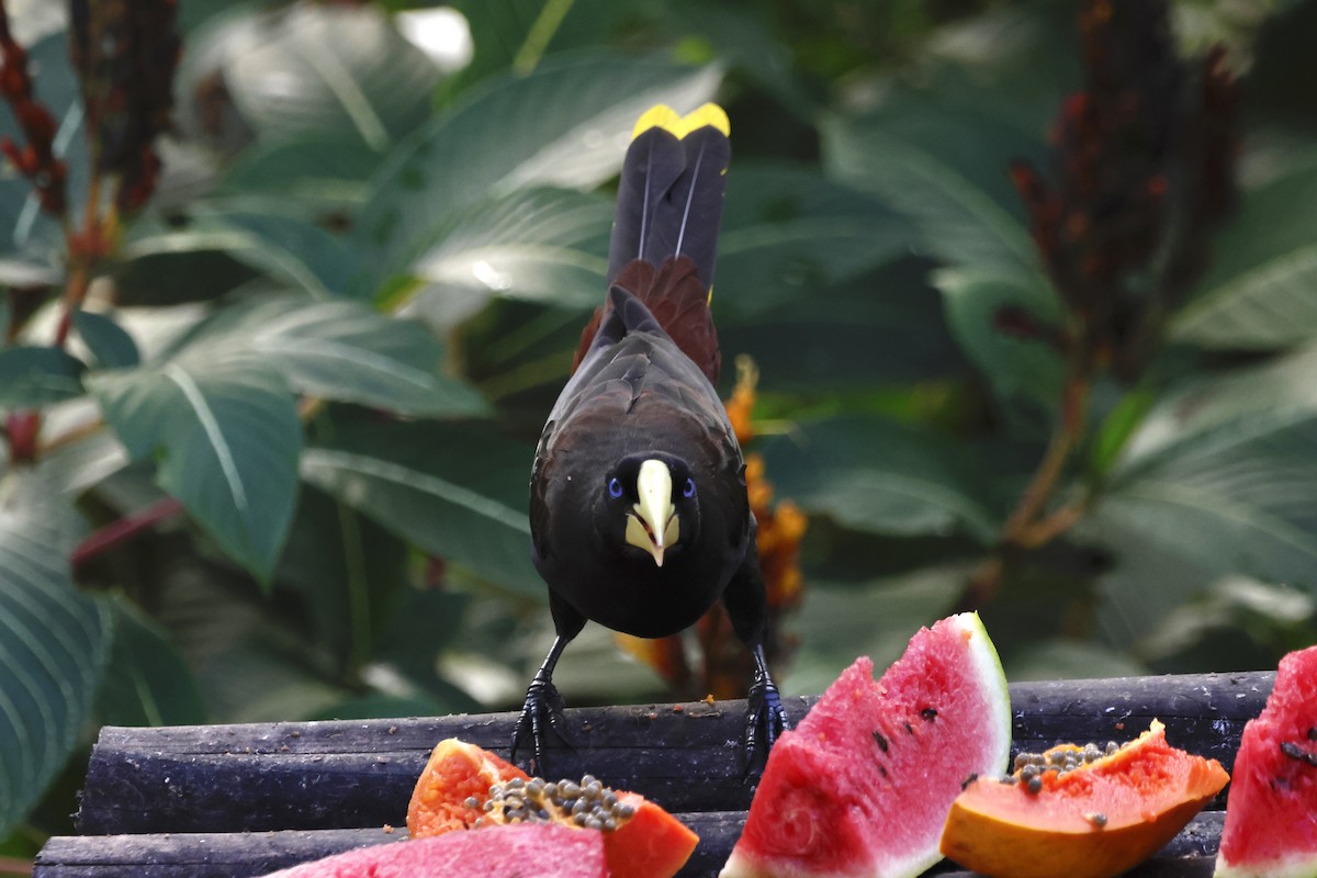 カンムリオオツリスドリ - ML644393151