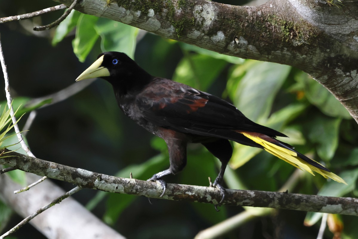 カンムリオオツリスドリ - ML644393152