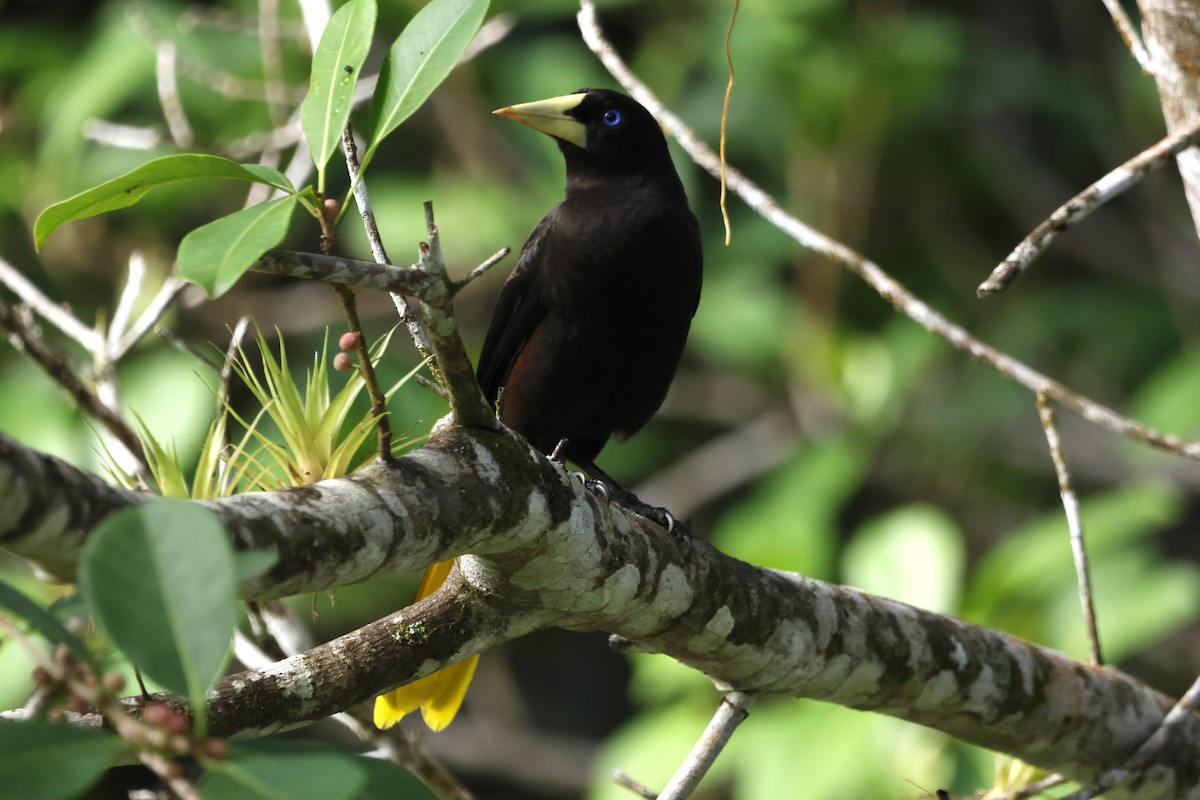 カンムリオオツリスドリ - ML644393153