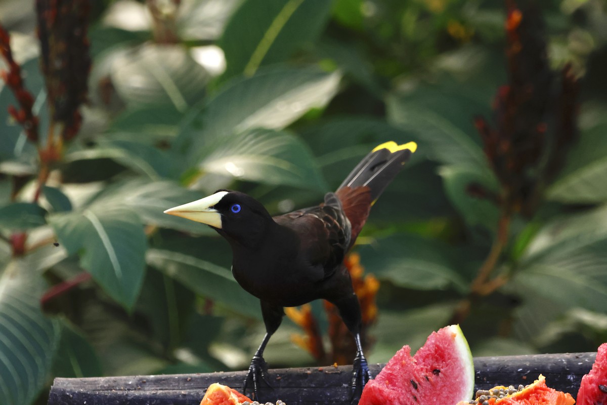 カンムリオオツリスドリ - ML644393154