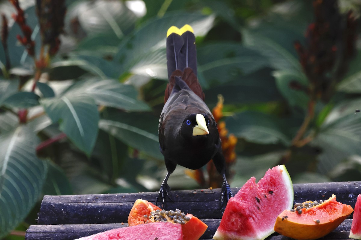 カンムリオオツリスドリ - ML644393155